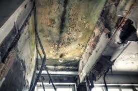 Best Mold Damage Restoration  in Pinetops, NC